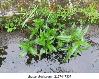 False Daisy Plant That Grows Wild Near Water.