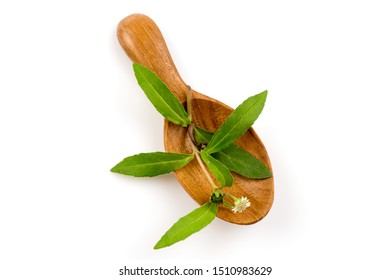 False Daisy, White Head,branch On White Background.