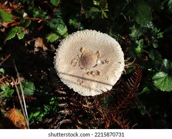 False Drum Mallet, Covered With Drops Of Morning Dew