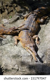 False Gharial