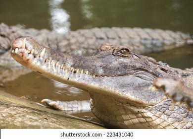 False Gharial