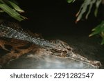 False gharial crocodile swimming in freshwater, dangerous predator, long snout with sharp teeth, tropical crocodile, closeup