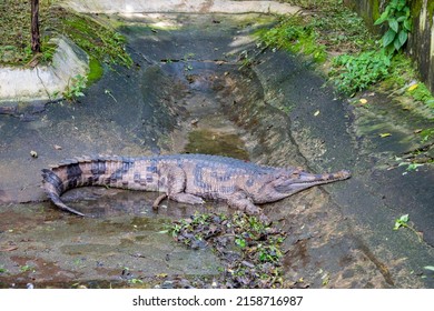 1,281 Crocodile From Above Images, Stock Photos & Vectors 