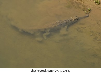 False gharial (relatives of both crocodile and alligator) tries to come to the bank of Rapti river Nepal, Asia; under chitwan national park; bright summer sunny day.