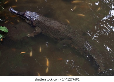 False Gharial Resting In Water.