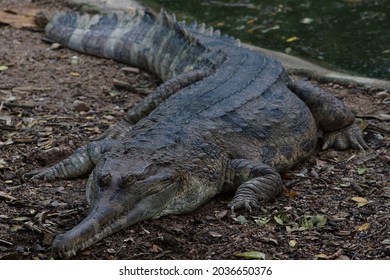 Gharial Images, Stock Photos & Vectors | Shutterstock