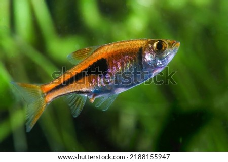False harlequin, Trigonostigma espei in the  freshwater aquarium