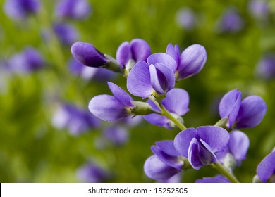 False Indigo