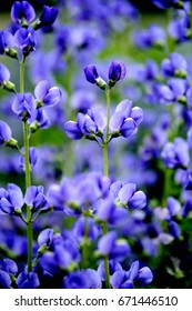 False Indigo