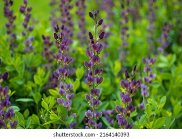 False Indigo Blooms Against Green Leaves