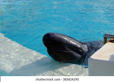 False Killer Whale