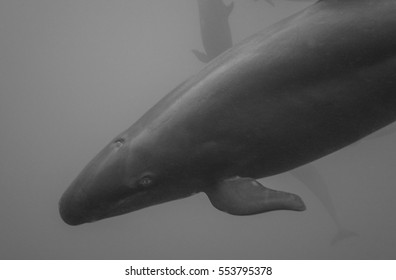 False Killer Whale