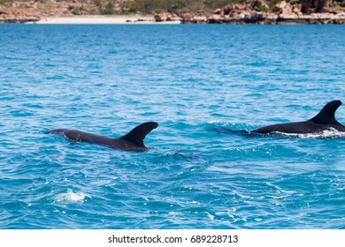 False Killer Whale, Kimberley, Australia