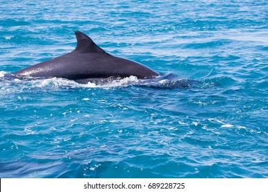 False Killer Whale, Kimberley, Australia