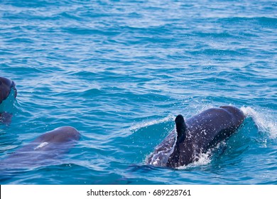 False Killer Whale, Kimberley, Australia