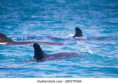 False Killer Whale, Kimberley, Australia