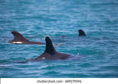 False Killer Whale, Kimberley, Australia