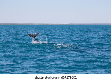 False Killer Whale, Kimberley, Australia