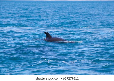 False Killer Whale, Kimberley, Australia