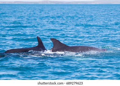 False Killer Whale, Kimberley, Australia