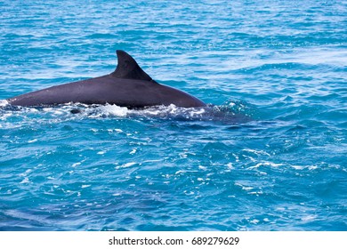 False Killer Whale, Kimberley, Australia