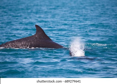 False Killer Whale, Kimberley, Australia