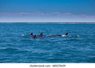 False Killer Whale, Kimberley, Australia