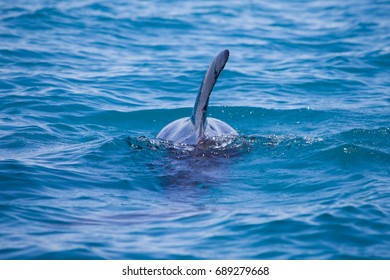 False Killer Whale, Kimberley, Australia