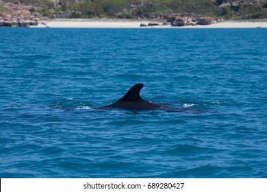 False Killer Whale, Kimberley, Australia