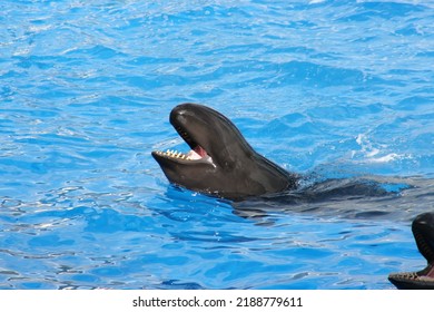 False Killer Whale Pseudorca Crassidens Local Stock Photo 2188779611