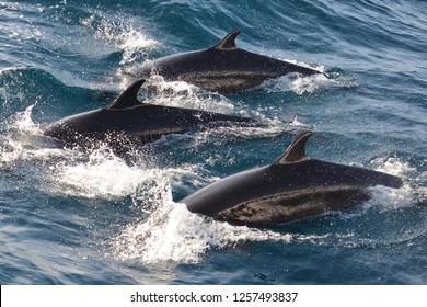 False Killer Whales