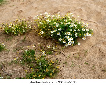 False Mayweed Growing In Sand On A Beach