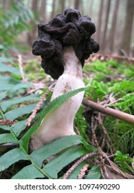 A False Morel Mushroom Grows Amongst The Deer Fern In The Temperate Coniferous Forest Surronding  Squamish British Columbia.