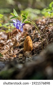 False Morel (Verpa Bohemica). Tasty Edible Mushroom Growing Under Flowers Of Periwinkle. Lovely Spring Forest Scene.