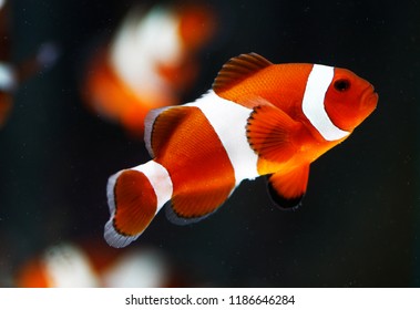 Poisson Clown Images Stock Photos Vectors Shutterstock