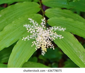 False Solomon's Seal Wildflower Growing Along The Chestnut Top Hiking Trail At Great Smoky Mountains National Park In Late April 2017.