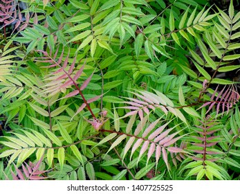 False Spirea Plant Sorbaria Sorbifolia Showing Stock Photo 1407725525 ...