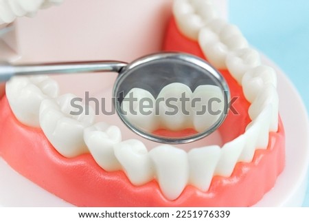 False teeth, jaws. Dentistry instruments and dental hygienist checkup concept Dental care and dentist 's equipment concept. Copy space. Tooth model using for a presentation