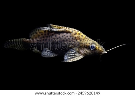 False upside down catfish. Synodontis Multipunctatus. Black background.