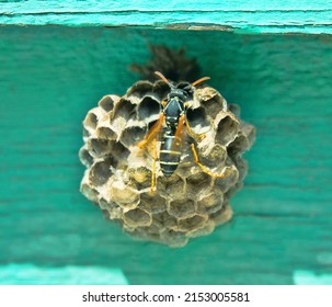 False Wasp (Dolichovespula adulterina, D. arctica) Altai mountain meadows. Wasp laid egg in host nest, cell is ventilated by flapping its wings. Parasitic wasp offspring raised by another wasp species - Shutterstock ID 2153005581
