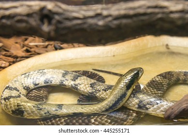 3,215 Water cobra Images, Stock Photos & Vectors | Shutterstock