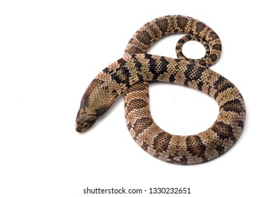 3,215 Water cobra Images, Stock Photos & Vectors | Shutterstock