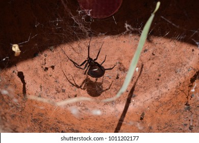 False Widow Spider