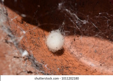 False Widow Spider