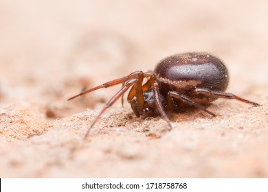 False Widow Spider Detailed Closeup Photo