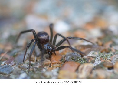 False Widow Spider On The Floor