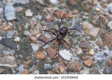 False Widow Spider On The Floor