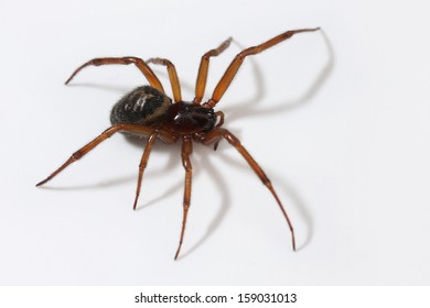 False widow spider - Steatoda Nobilis