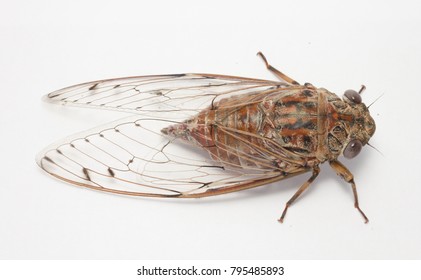 19 Dundubia Nagarasingna Images, Stock Photos & Vectors | Shutterstock