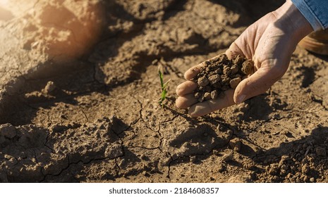 Famer Hand With Dirty Dry Soil At Summer. The Farmer Touches The  Fertile Soil In Field. A Pile Of Brown Earth In The Hands Of A Female Famer. Agriculture Climate Change Concept Image